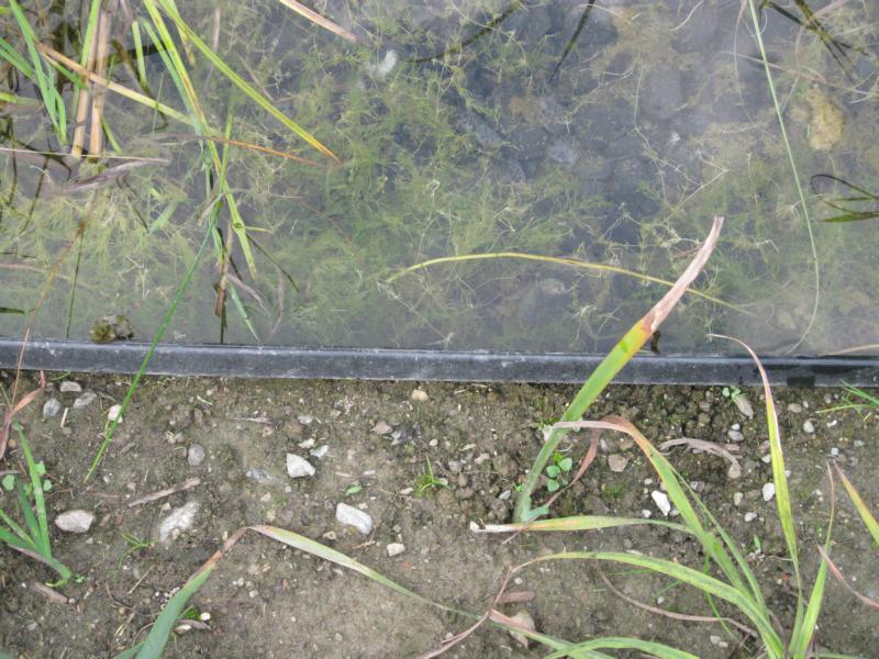 Die Bedeutung des Biofilms für die unterschiedlichen Schwimmteichtypen